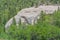 Trees surround a huge boulder in the mountainous region of Colorado