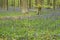 Trees surrounded by bluebells