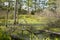 Trees surrounding Moss-Covered Bog