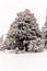 Trees in the Swiss Alps under an heavy snowfall - 7