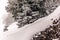 Trees in the Swiss Alps under an heavy snowfall - 8