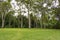 Trees in the Tajin Archaeological Zone in Papantla, Veracruz, Mexico