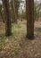 Trees at Tandle Hill Country Park in Winter