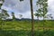 Trees among tea plantations at Bogor west Java