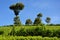 Trees at tea plantations, Sri Lanka