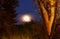 Trees With Textured Bark And Full Moon