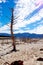 Trees in Theewaterskloof Dam, Cape Town`s main dam, with extremely low levels