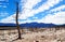 Trees in Theewaterskloof Dam, Cape Town`s main dam, with extremely low levels