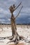 Trees in Theewaterskloof Dam, Cape Town`s main dam, with extremely low levels