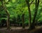 Trees with thick trunks and surface roots captured in Epping forest