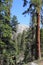 Through the trees to Sentinel Dome