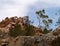 Trees on the top of Stanley chasm