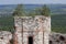 Trees on tower of ruined castle in Rudno near Krakow in Poland