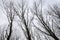 Trees tree backlight sky cloudy clouds cloudy from below landscape landscape detail