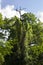 Trees , Trees Trunk with Blue Sky Background and White Clouds