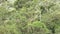 Trees in a tropical rainforest in the mountains of colombia moving in a strong wind. The trees seem to dance.