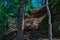 Trees trunks near Large geometric laminate stone rock in light of sun with shadows, big orange layered cliff. Krasnoyarsk pillars