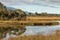 Trees and tussock growing alongside Orowaiti lagoon