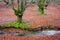 Trees with twisted green tree roots and moss