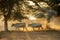 Trees and two cows walked on a dusty dirt road. In the evening