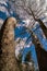 Trees Under Blue Sky, at Loytra Pozar Hot Springs, one of the mo