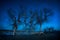 Trees under night sky in the desert