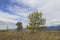 Trees under partly cloudy sky in Montana