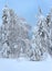 Trees under a thick layer of snow