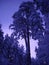 Trees under a thick layer of snow in winter in the evening. Beautiful blue-violet northern sunset. Pines and spruce