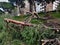 Trees uprooted and broken after a fairly intense storm with strong wind