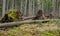 Trees uprooted by storm in the forest