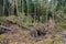 Trees uprooted by storm in the forest