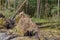 Trees uprooted by storm in the forest