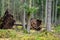 Trees uprooted by storm in the forest