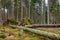 Trees uprooted by storm in the forest