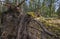 Trees uprooted by storm in the forest