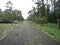 Trees and utility lines down after storm