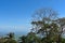 Trees with a vast land, sea and sky in the background