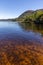 Trees and vegetation on Lough Leane