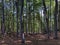 Trees and vegetation in a mixed forest in the area of the Ucka Nature Park, Croatia - DrveÄ‡e i raslinje u mjeÅ¡ovitoj Å¡umi