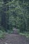 Trees and vegetation in the mountain