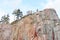 Trees on a vertical rock