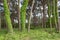 Trees with Vines in Woods of Carnac, France