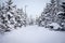 Trees and walkway in snow