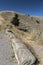 Trees, wall and grass on an entrance road to Mammoth Hot Springs Yellowstone