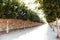 Trees walls around the footpath. Alley with trees. Stone or brick wall or fence