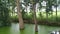 Trees in water logging condition after rain