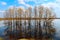 Trees in water-meadow