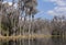 Trees and water in the Okefenokee swamp