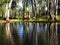 Trees water reflection